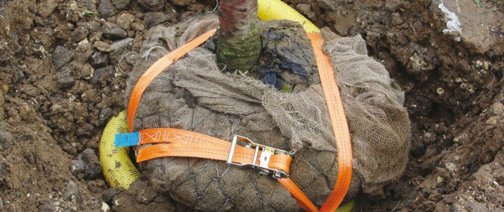 Kit pour ancrage de motte sur treillis soudé + sangle pour arbre